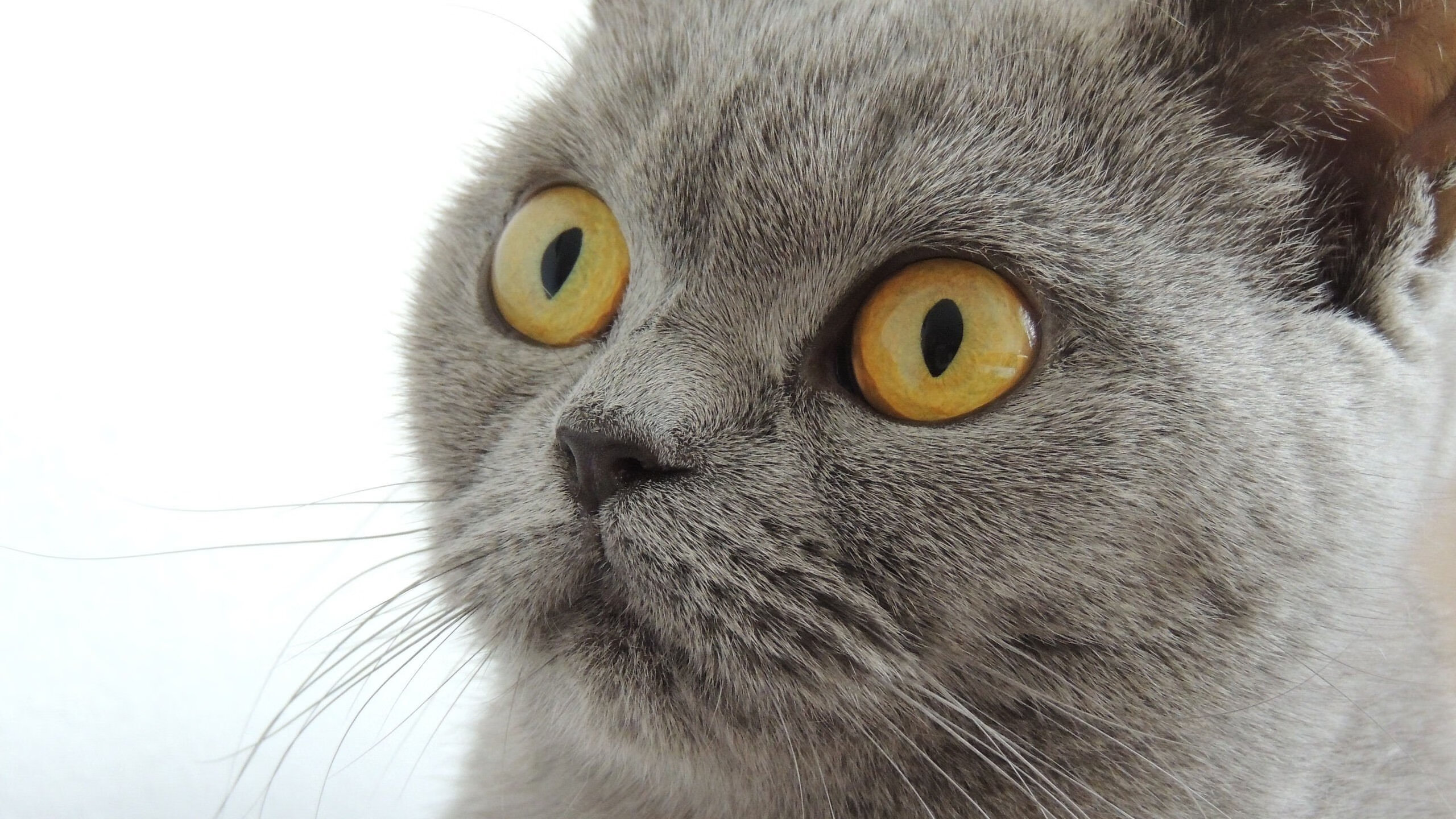 开云体育官网下载安装-格鲁吉亚女篮在欧洲锦标赛中奋勇争夺，赢得尊重